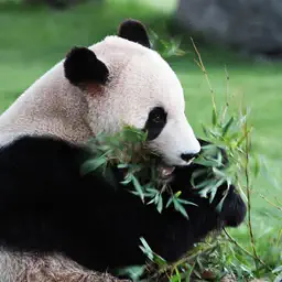 I wanna escape from the panda